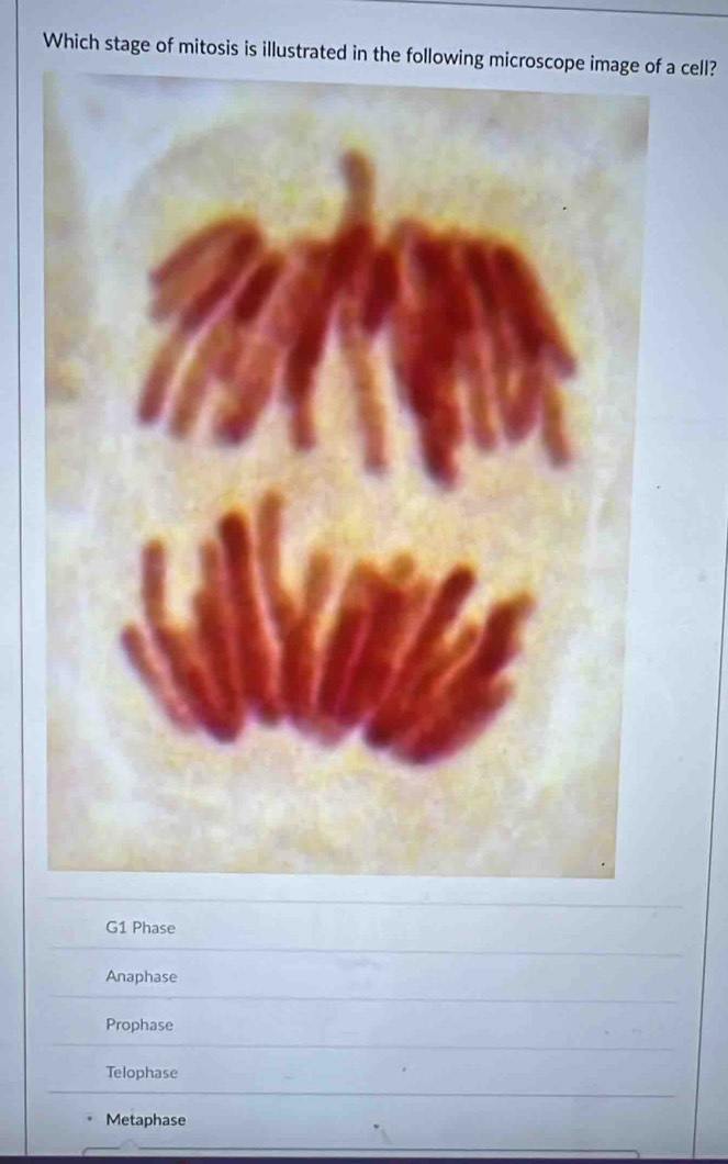 Which stage of mitosis is illustrated in the following microscope image of a cell?
G1 Phase
Anaphase
Prophase
Telophase
Metaphase