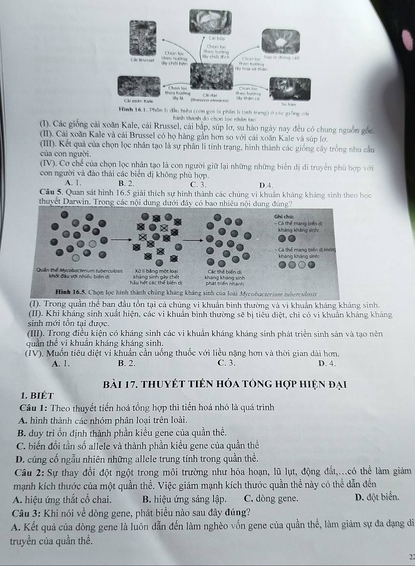 ng cải
hình thành do chọn lọc nhân tạo
(I). Các giống cải xoăn Kale, cài Rrussel, cải bắp, súp lơ, su hào ngày nay đều có chung nguồn gốc.
(II). Cải xoăn Kale và cải Brussel có họ hàng gần hơn so với cải xoăn Kale và súp lơ.
(III). Kết quả của chọn lọc nhân tạo là sự phân li tính trạng, hình thành các giống cây trồng nhu cầu
của con người.
(IV). Cơ chế của chọn lọc nhân tạo là con người giữ lại những những biến dị di truyền phù hợp với
con người và đào thải các biến dị không phù hợp.
A. 1. B. 2. C. 3. D.4.
Câu 5. Quan sát hình 16.5 giải thích sự hình thành các chủng vi khuẩn kháng kháng sinh theo học
thuyết Darwin. Trong các nội dung dưới đây có bao nhiêu nội dung đúng?
(I). Trong quần thể ban đầu tồn tại cả chủng vi khuẩn bình thường và vi khuần kháng kháng sinh.
(II). Khi kháng sinh xuất hiện, các vi khuẩn bình thường sẽ bị tiêu diệt, chỉ có vi khuẩn kháng kháng
sinh mới tồn tại được.
(III). Trong điều kiện có kháng sinh các vi khuẩn kháng kháng sinh phát triển sinh sản và tạo nên
quần thể vi khuẩn kháng kháng sinh.
(IV). Muốn tiêu diệt vi khuẩn cần uống thuốc với liều nặng hơn và thời gian dài hơn.
A. 1. B. 2. C. 3. D. 4.
bài 17. thuyết tiên hóa tổng hợp hiện đại
1. BIÉt
Câu 1: Theo thuyết tiến hoá tổng hợp thì tiến hoá nhỏ là quá trình
A. hình thành các nhóm phân loại trên loài.
B. duy trì ổn định thành phần kiểu gene của quần thể.
C. biến đổi tần số allele và thành phần kiểu gene của quần thể
D. củng cố ngẫu nhiên những allele trung tính trong quần thể.
Câu 2: Sự thay đổi đột ngột trong môi trường như hỏa hoạn, lũ lụt, động đất,...có thể làm giảm
mạnh kích thước của một quần thể. Việc giảm mạnh kích thước quần thể này có thể dẫn đến
A. hiệu ứng thắt cổ chai. B. hiệu ứng sáng lập. C. dòng gene. D. đột biến.
Câu 3: Khi nói về dòng gene, phát biểu nào sau đây đúng?
A. Kết quả của dòng gene là luôn dẫn đến làm nghèo vốn gene của quần thể, làm giảm sự đa dạng di
truyền của quần thể.
22