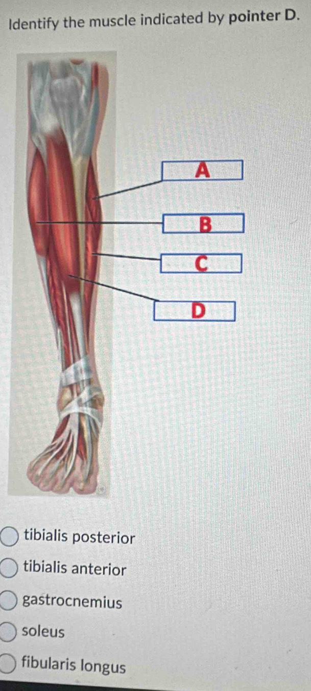 Identify the muscle indicated by pointer D.
tibialis posterior
tibialis anterior
gastrocnemius
soleus
fibularis longus