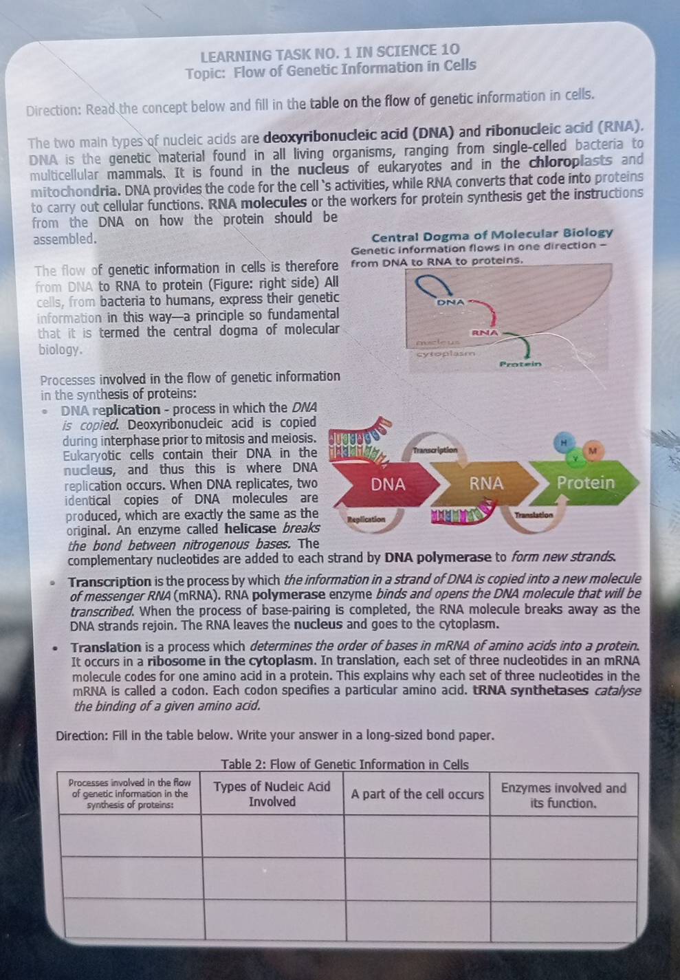 LEARNING TASK NO. 1 IN SCIENCE 10
Topic: Flow of Genetic Information in Cells
Direction: Read the concept below and fill in the table on the flow of genetic information in cells.
The two main types of nucleic acids are deoxyribonucleic acid (DNA) and ribonucleic acid (RNA).
DNA is the genetic material found in all living organisms, ranging from single-celled bacteria to
multicellular mammals. It is found in the nucleus of eukaryotes and in the chloroplasts and
mitochondria. DNA provides the code for the cell 's activities, while RNA converts that code into proteins
to carry out cellular functions. RNA molecules or the workers for protein synthesis get the instructions
from the DNA on how the protein should be
assembled. Central Dogma of Molecular Biology
Genetic information flows in one direction -
The flow of genetic information in cells is therefore   from 
from DNA to RNA to protein (Figure: right side) All
cells, from bacteria to humans, express their genetic
information in this way—a principle so fundamental
that it is termed the central dogma of molecular
biology.
Processes involved in the flow of genetic information
in the synthesis of proteins:
DNA replication - process in which the DN
is copied. Deoxyribonucleic acid is copi
during interphase prior to mitosis and meios
Eukaryotic cells contain their DNA in t
nucleus, and thus this is where DN
replication occurs. When DNA replicates, t
identical copies of DNA molecules a
produced, which are exactly the same as t
original. An enzyme called helicase brea
the bond between nitrogenous bases. The
complementary nucleotides are added to each strand by DNA polymerase to form new strands.
Transcription is the process by which the information in a strand of DNA is copied into a new molecule
of messenger RNA (mRNA). RNA polymerase enzyme binds and opens the DNA molecule that will be
transcribed. When the process of base-pairing is completed, the RNA molecule breaks away as the
DNA strands rejoin. The RNA leaves the nucleus and goes to the cytoplasm.
Translation is a process which determines the order of bases in mRNA of amino acids into a protein.
It occurs in a ribosome in the cytoplasm. In translation, each set of three nucleotides in an mRNA
molecule codes for one amino acid in a protein. This explains why each set of three nucleotides in the
mRNA is called a codon. Each codon specifies a particular amino acid. tRNA synthetases catalyse
the binding of a given amino acid.
Direction: Fill in the table below. Write your answer in a long-sized bond paper.