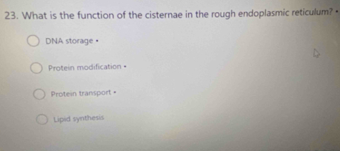 What is the function of the cisternae in the rough endoplasmic reticulum? ·
DNA storage●
Protein modification •
Protein transport •
Lipid synthesis