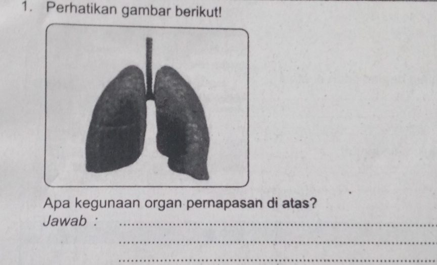 Perhatikan gambar berikut! 
Apa kegunaan organ pernapasan di atas? 
Jawab :_ 
_ 
_