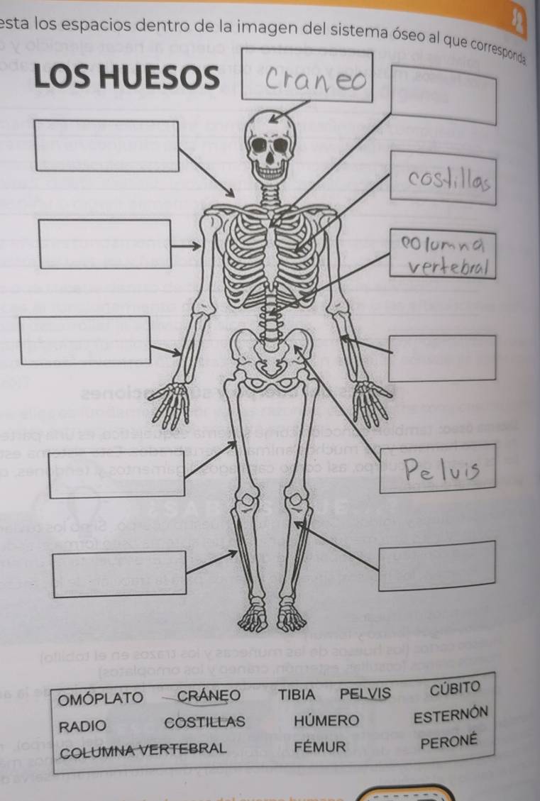 esta los espacios dentro de la imagen del sistema óseo al que corresponda 
OMOPLATO CRÁNEO TIBIA PelviS CÚBITO
RADIO COSTILLAS HÚMERO ESTERNON
COLUMNA VERTEBRAL FÉMUR PERONE