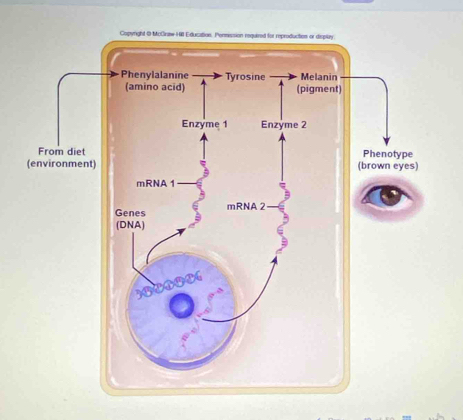 Phenotype 
(brown eyes)