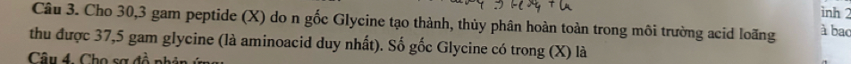 inh 2 
Câu 3. Cho 30, 3 gam peptide (X) do n gốc Glycine tạo thành, thủy phân hoàn toàn trong môi trường acid loãng à bac 
thu được 37,5 gam glycine (là aminoacid duy nhất). Số gốc Glycine có trong (X) là 
Câu 4. Cho sợ đồ nh: