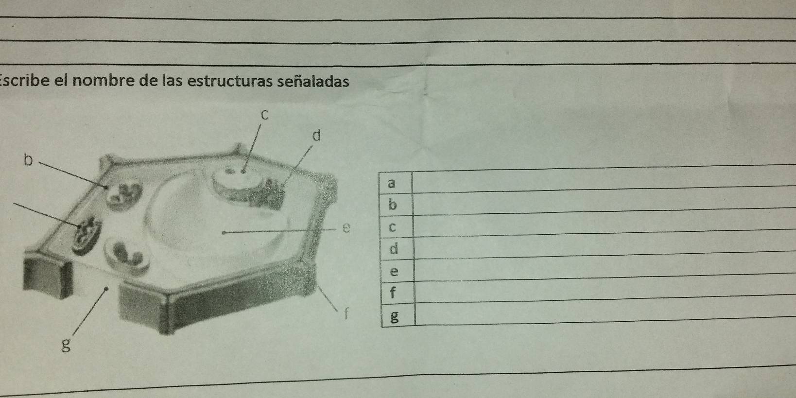 Escribe el nombre de las estructuras señaladas