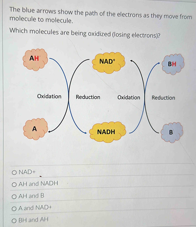 The blue arrows show the path of the electrons as they move from
molecule to molecule.
Which molecules are being oxidized (losing electrons)?
NAD+
AH and NADH
AH and B
A and NAD+
BH and AH