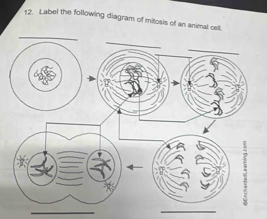 Label the following diagram of mitosis of an animal cell. 
_ 
_