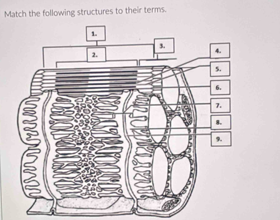 Match the following structures to their terms.