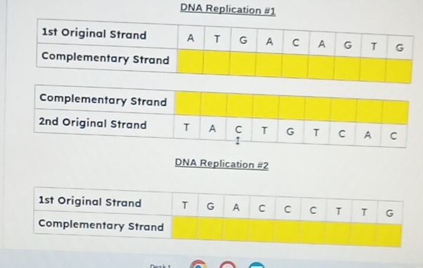 DNA Replication #1 
DNA Replication #2