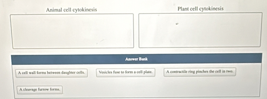 Animal cell cytokinesis Plant cell cytokinesis 
Answer Bank 
A cell wall forms between daughter cells. Vesicles fuse to form a cell plate. A contractile ring pinches the cell in two. 
A cleavage furrow forms.