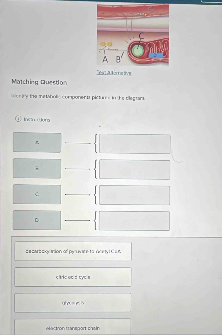 Text Alternative
Matching Question
ldentify the metabolic components pictured in the diagram.
① Instructions
A
_
B
_
C
D
decarboxylation of pyruvate to Acetyl CoA
citric acid cycle
glycolysis
electron transport chain