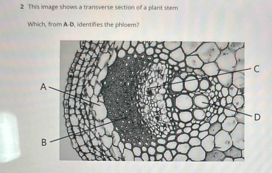 This image shows a transverse section of a plant stem 
Which, from A-D, identifies the phloem?