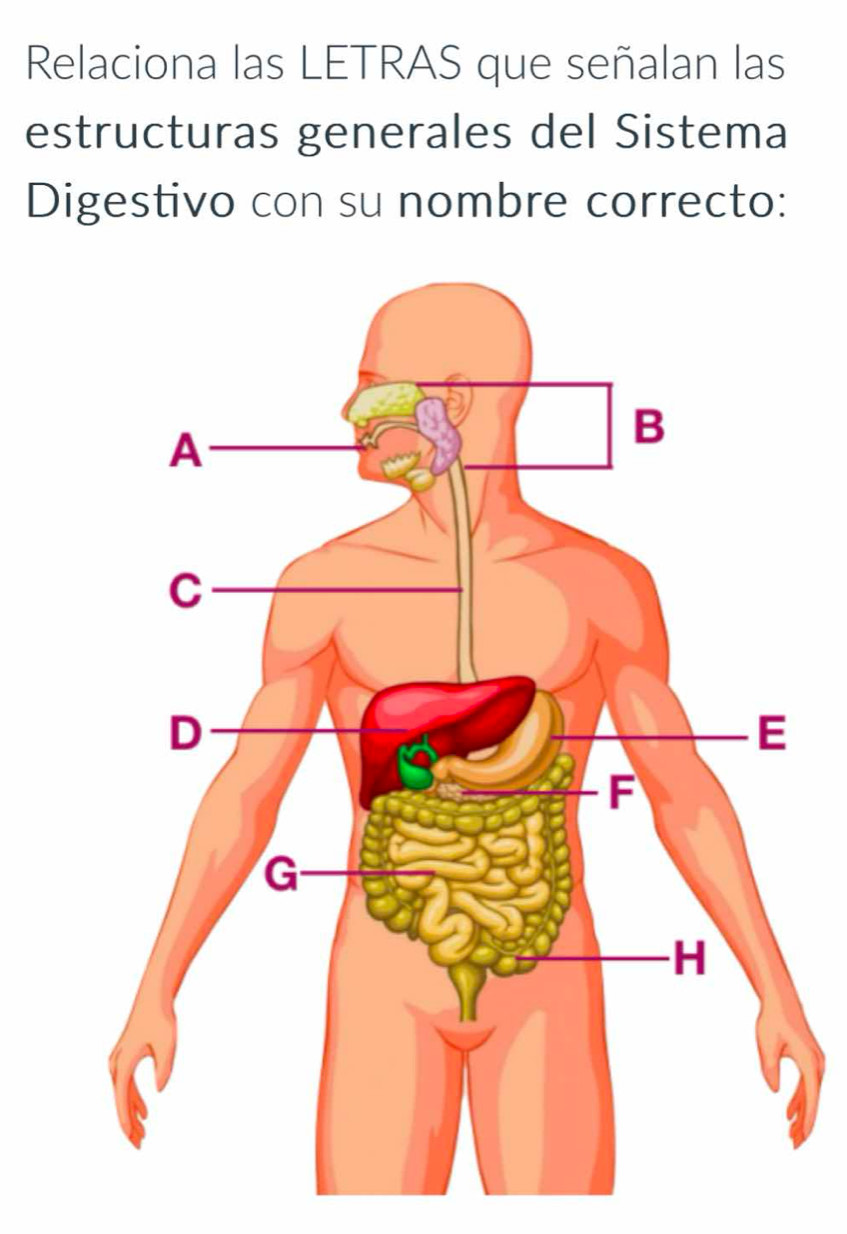 Relaciona las LETRAS que señalan las 
estructuras generales del Sistema 
Digestivo con su nombre correcto: