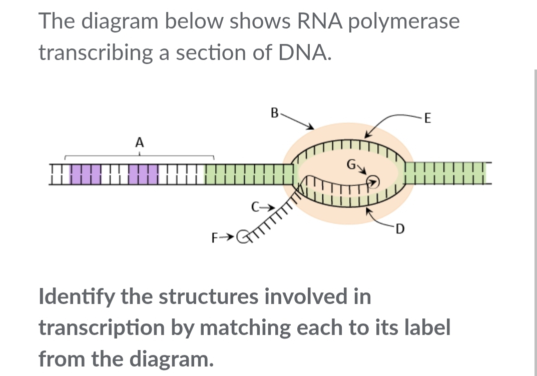 Solved: The diagram below shows RNA polymerase transcribing a section ...
