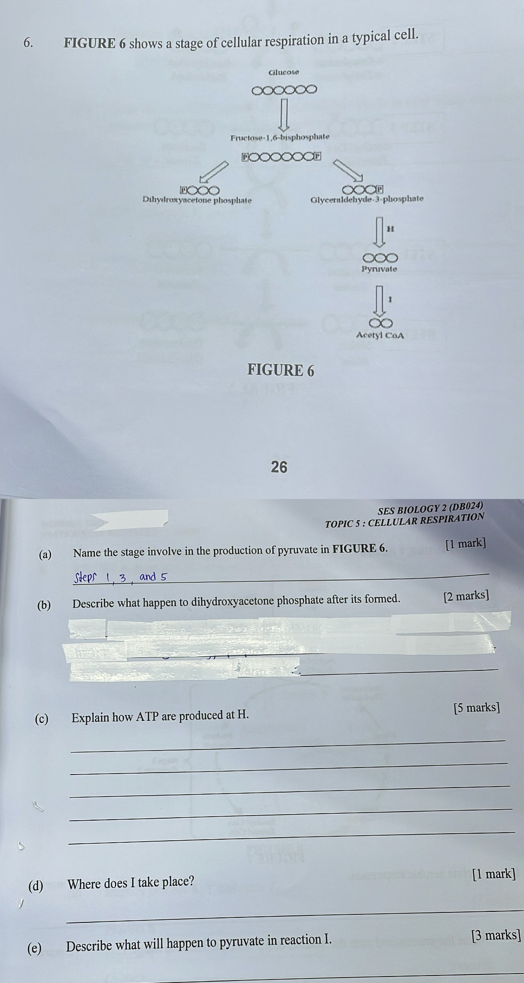 FIGURE 6 shows a stage of cellular respiration in a typical cell. 
Glucose 
Fructose -1, 6 -bisphosphate 
Dihydroxyacetone phosphate Glyceraldehyde- 3 -phosphate 
H 
Pyruvate 
Acetyl CoA 
FIGURE 6 
26 
SES BIOLOGY 2 (DB024) 
TOPIC 5 : CELLULAR RESPIRATION 
(a) Name the stage involve in the production of pyruvate in FIGURE 6. 
[1 mark] 
_ 
(b) Describe what happen to dihydroxyacetone phosphate after its formed. [2 marks] 
_ 
_ 
_ 
(c) Explain how ATP are produced at H. 
[5 marks] 
_ 
_ 
_ 
_ 
_ 
(d) Where does I take place? [1 mark] 
_ 
(e) Describe what will happen to pyruvate in reaction I. 
[3 marks] 
_