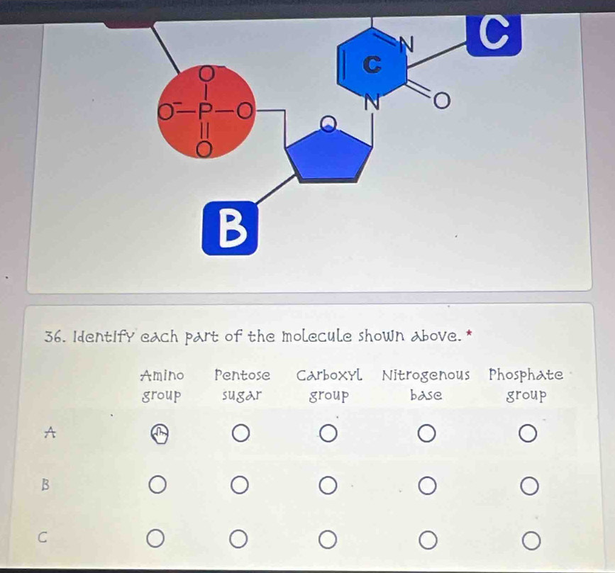 Identify each part of the molecule shown above. *
Amino Pentose Carboxyl Nitrogenous Phosphate
group sugar group base group
A
B
C