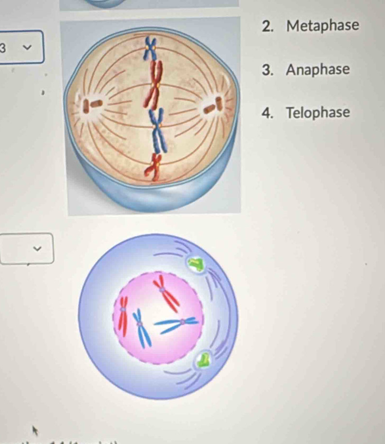 Metaphase 
3 
3. Anaphase 
4. Telophase