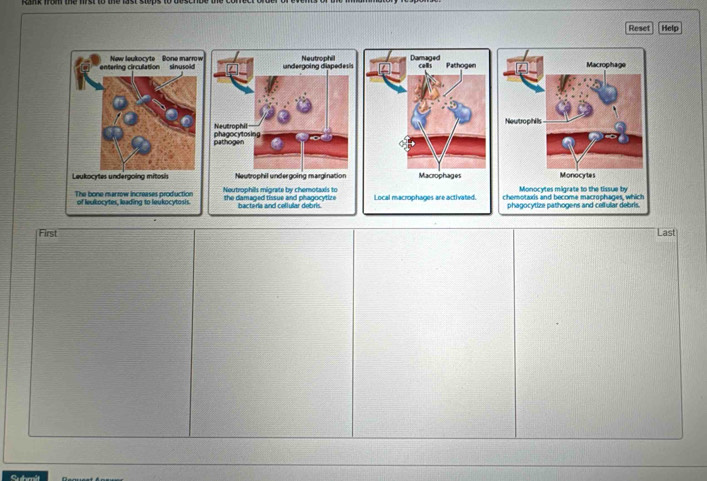 Reset Help 
undergoing diapedesis Neutrophill 
Neutrophil 
pathogen phagocytosing 
Leukocytes undergoing mitosisNeutrophil undergoing margination 
Monocytes migrate to the tissue by 
The bone marrow increases production Neutrophills migrate by chemotaxis to Local macrophages are activated. chemotaxis and become macrophages, which 
of leukocytes, leading to leukocytosis. the damaped tissue and phagocytize bacteria and cellular debris. phagocytize pathogens and cellular debris. 
First Last