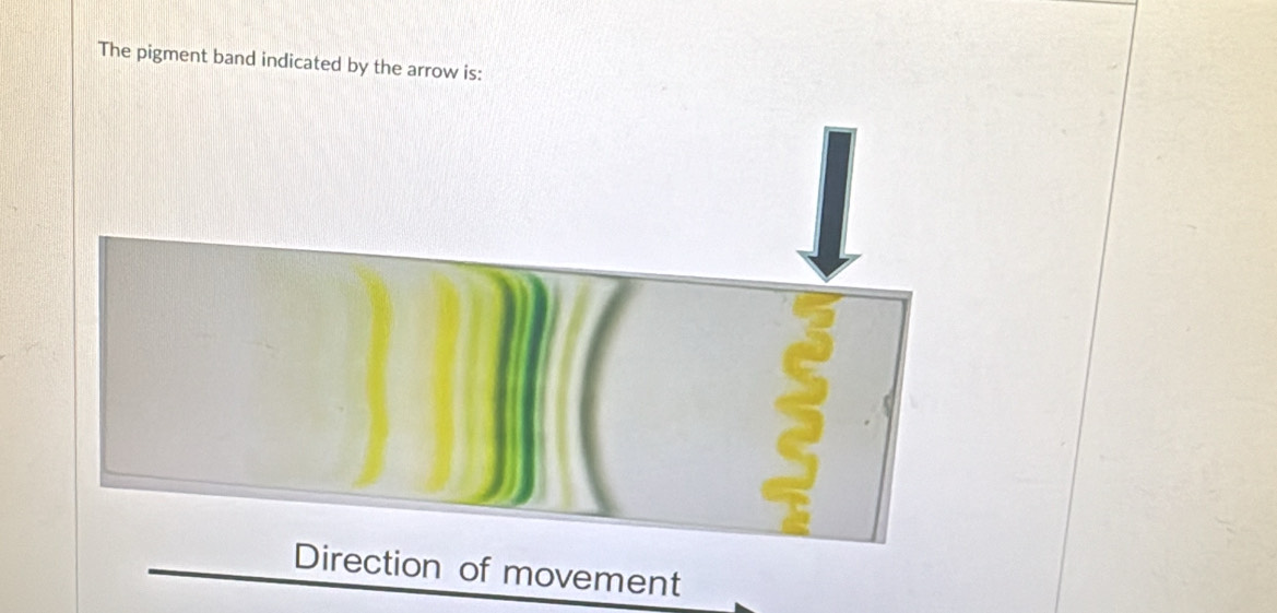 The pigment band indicated by the arrow is: 
2 
Direction of movement