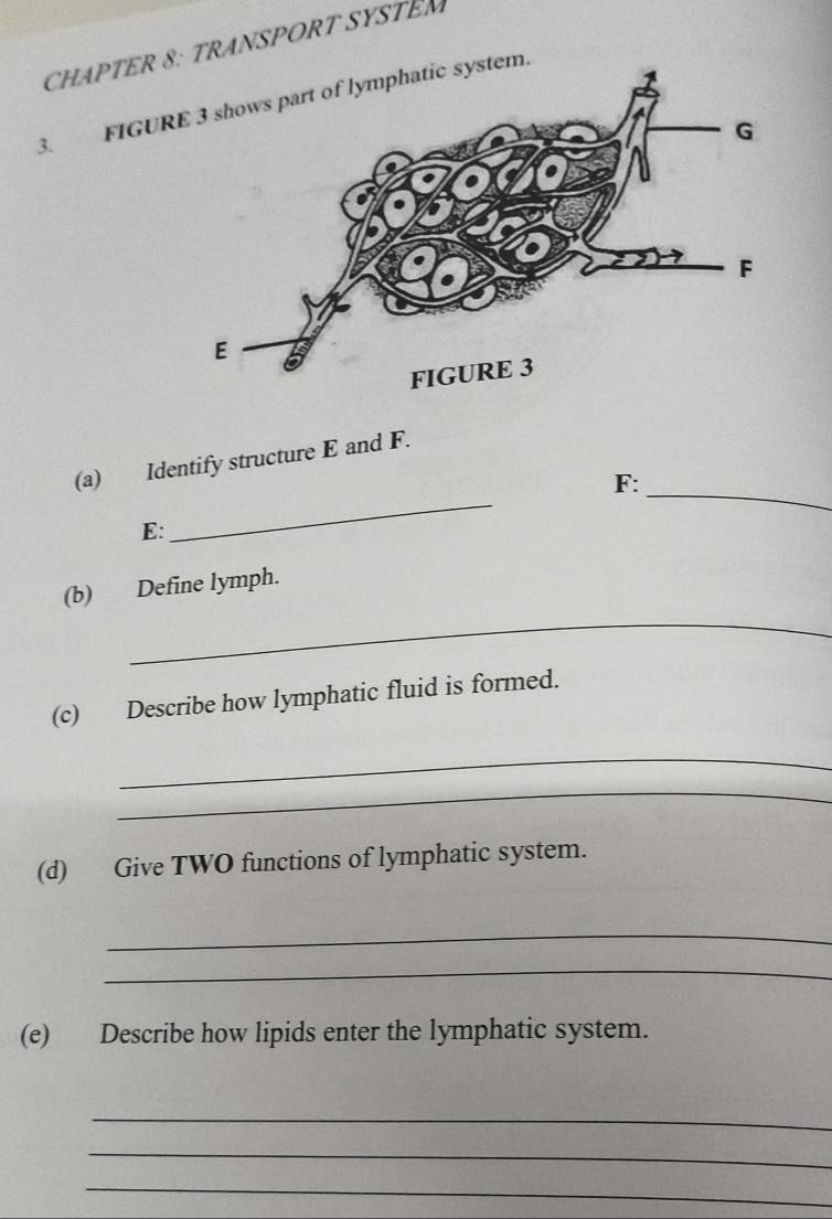 CHAPTER 8: TRANSPORT SYSTEM 
3. FIGURE 3 shows part of lymphatic system. 
_ 
(a) Identify structure E and F. 
F: 
E: 
_ 
_ 
(b) Define lymph. 
(c) Describe how lymphatic fluid is formed. 
_ 
_ 
(d) Give TWO functions of lymphatic system. 
_ 
_ 
(e) Describe how lipids enter the lymphatic system. 
_ 
_ 
_