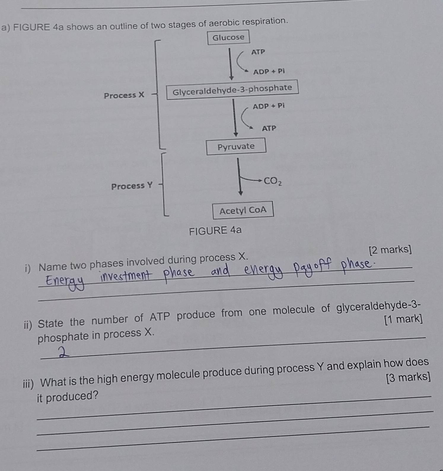 FIGURE 4a shows of aerobic respiration.
_
i) Name two phases involved during process X. [2 marks]
_
_
ii) State the number of ATP produce from one molecule of glyceraldehyde-3-
phosphate in process X. [1 mark]
iii) What is the high energy molecule produce during process Y and explain how does
[3 marks]
it produced?
_
_