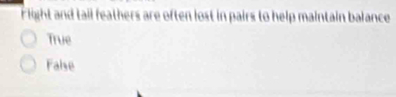 Flight and tail feathers are often lost in pairs to help maintain balance
True
False