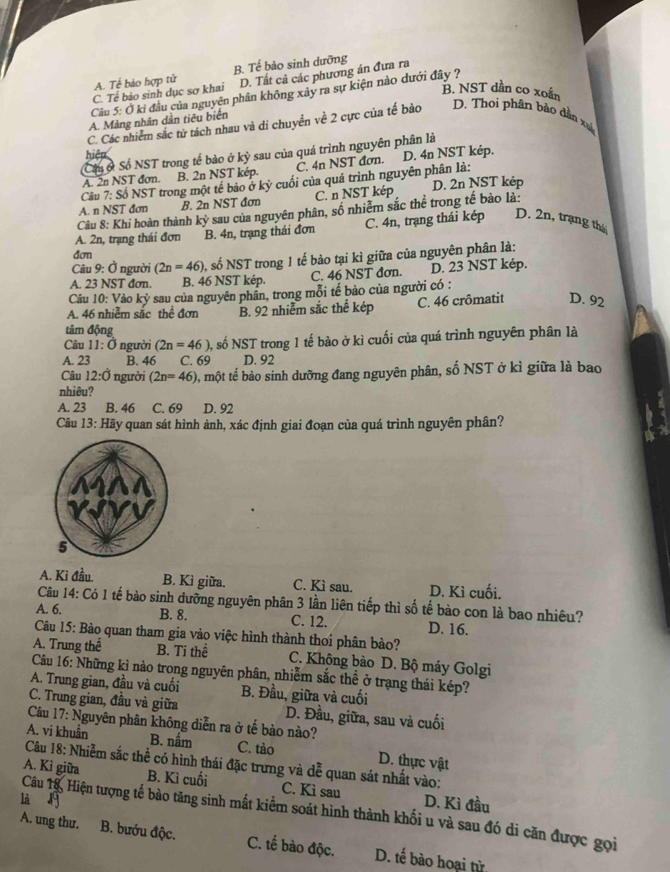 A. Tế bào hợp tử B. Tế bào sinh dưỡng
C. Tế bảo sinh dục sơ khai D. Tất cả các phương án đưa ra
B. NST dần co xoắn
Câầu 5: Ở ki đầu của nguyên phân không xảy ra sự kiện nào dưới đây ?
A. Màng nhân dẫn tiêu biến
C. Các nhiễm sắc tử tách nhau và di chuyển về 2 cực của tế bào D. Thoi phân bảo dẫn xu
Cấu ở Số NST trong tế bào ở kj sau của quá trình nguyên phân là
hiện
A. 2n NST đơn. B. 2n NST kép. C. 4n NST đơn. D. 4n NST kép.
Câu 7: Số NST trong một tế bào ở kỳ cuối của quá trình nguyên phân là:
A. n NST đơn B. 2n NST đơn C. n NST kép D. 2n NST kép
Câu 8: Khi hoàn thành kdot y sau của nguyên phân, số nhiễm sắc thể trong tế bào là:
A. 2n, trạng thái đơn B. 4n, trạng thái đơn C. 4n, trạng thái kép D. 2n, trạng thái
đơn
Câu 9: Ở người (2n=46) 0, số NST trong 1 tế bào tại kì giữa của nguyên phân là:
A. 23 NST đơn B. 46 NST kép. C. 46 NST đơn. D. 23 NST kép.
Câu 10: Vào kỳ sau của nguyên phân, trong mỗi tế bào của người có :
A. 46 nhiễm sắc thể đơn B. 92 nhiễm sắc thể kép C. 46 crômatit D. 92
tâm động
Câu 11:O người (2n=46) , số NST trong 1 tế bào ở kì cuối của quá trình nguyên phân là
A. 23 B. 46 C. 69 D. 92
Câu 12:dot O người (2n=46) 0, một tế bào sinh dưỡng đang nguyên phân, số NST ở kì giữa là bao
nhiêu?
A. 23 B. 46 C. 69 D. 92
Câu 13: Hãy quan sát hình ành, xác định giai đoạn của quá trình nguyên phân?
A. Kì đầu. B. Kì giữa. C. Kì sau. D. Kì cuối.
Câu 14: Có 1 tế bào sinh dưỡng nguyên phân 3 lần liên tiếp thì số tế bào con là bao nhiêu?
A. 6. B. 8. C. 12. D. 16.
Câu 15: Bào quan tham gia vào việc hình thành thoi phân bào?
A. Trung thể B. Ti thể C. Không bào D. Bộ máy Golgi
Câu 16: Những kì nào trong nguyên phân, nhiễm sắc thể ở trạng thái kép?
A. Trung gian, đầu và cuối B. Đầu, giữa và cuối
C. Trung gian, đầu và giữa D. Đầu, giữa, sau và cuối
Câu 17: Nguyên phân không diễn ra ở tế bào nào?
A. vi khuẩn B. nấm C. tào D. thực vật
Câu 18: Nhiễm sắc thể có hình thái đặc trưng và dễ quan sát nhất vào:
A. Kì giữa B. Kì cuối C. Kì sau
là  49 D. Kì đầu
Câu T& Hiện tượng tế bào tăng sinh mất kiểm soát hình thành khối u và sau đó di căn được gọi
A. ung thư. B. bướu độc. C. tế bào độc. D. tế bào hoại từ