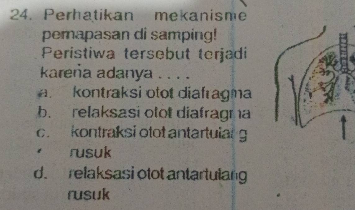 Perhatikan mekanisme
perapasan di samping!
Peristiwa tersebut terjadi
karena adanya . . . .
a kontraksi otot diafragma
b. relaksasi otot diafragna
c. kontraksi otot antartularg
rusuk
d. relaksasi otot antartulang
rusuk