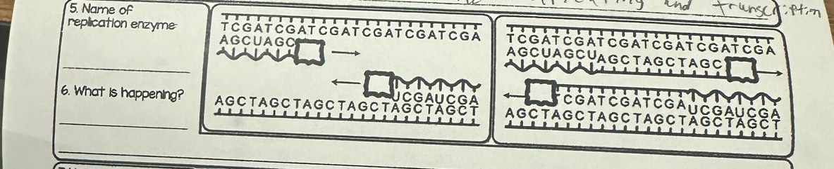 Name of 
AGCUAG C 
replication enzyme T C G A T C G AT C G A T C G A T C G A T C G A AG CUA GCUA G CT AG CTA G C 
T C GA T CGAT CGAT CGAT CGAT CGA 
_ 
UCGAUCGA 
GáT C GáT CGAU C GAU C gá 
_6. What is happening? AG C T AG C TAG C TA G C tăGC táGCT AG C TAG C TAG C T AG C TAG C TAGCT