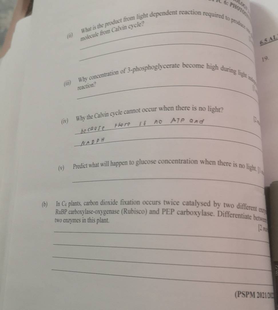 ULoGy 
* K 6: PHOT 
(ii) What is the product from light dependent reaction required to produce o 
_ 
_molecule from Calvin cycle? 
a
6.5 AL 
19. 
(iii) Why concentration of 3 -phosphoglycerate become high during light inde 
_reaction? 
_ 
(iv) Why the Calvin cycle cannot occur when there is no light? 
_ 
_ 
(v) Predict what will happen to glucose concentration when there is no light.[l 
(b) In C4 plants, carbon dioxide fixation occurs twice catalysed by two different enzy 
RuBP carboxylase-oxygenase (Rubisco) and PEP carboxylase. Differentiate betwe 
two enzymes in this plant. 
_[2m 
_ 
_ 
_ 
(PSPM 2021/2022