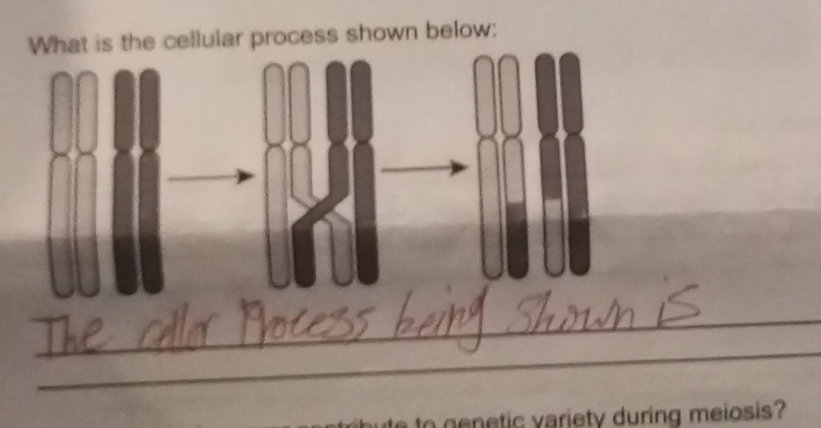 What is the cellular process shown below: 
_ 
_ 
_ 
__ 
n t c v ariety during meiosis