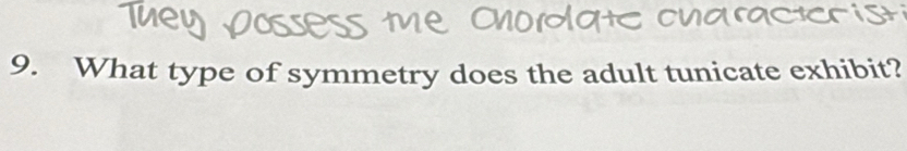 What type of symmetry does the adult tunicate exhibit?