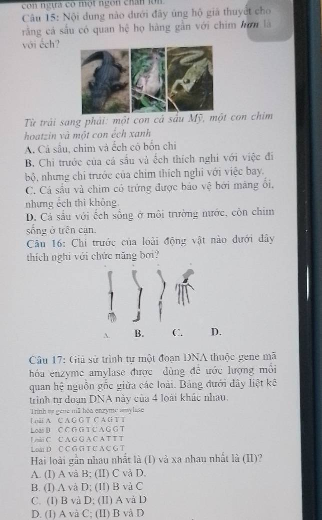 con ngựa có một ngôn chân lớn
Câu 15: Nội dung nào dưới đây ủng hộ giá thuyết cho
rằng cá sấu có quan hệ họ hàng gần với chim hơn là
với ếch?
Từ trải sang phải: một con cá sấu Mỹ, một con chim
hoatzin và một con ếch xanh
A. Cá sấu, chim và ếch có bốn chi
B. Chi trước của cá sấu và ếch thích nghi với việc đi
bộ, nhưng chi trước của chim thích nghi với việc bay.
C. Cá sầu và chim có trứng được báo vệ bởi màng ối,
nhưng ếch thì không.
D. Cá sấu với ếch sống ở môi trường nước, còn chim
sống ở trên cạn.
Câu 16: Chi trước của loài động vật nào dưới đây
thích nghi với chức năng bơi?
A. B. C. D.
Câu 17: Giả sử trình tự một đoạn DNA thuộc gene mã
hóa enzyme amylase được dùng để ước lượng mồi
quan hệ nguồn gốc giữa các loài. Bảng dưới đây liệt kê
trinh tự đoạn DNA này của 4 loài khác nhau.
Trinh tự gene mã hóa enzyme amylase
L oài A C A G G T C A G T T
Loài B C C G G T C A G G T
Loài C C A G G A C A T T T
Loài D C C G G T C A C G T
Hai loài gần nhau nhất là (I) và xa nhau nhất là (II)?
A. (I) A và B; (II) C và D.
B. (I) A và D; (II) B và C
C. (I) B và D; (II) A và D
D. (I) A và C; (II) B và D