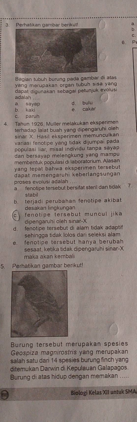 Perhatikan gambar berikut! a.
b.
c.
6、 P
Bagian tubuh burung pada gambar di atas
yang merupakan organ tubuh sisa yang
dapat digunakan sebagai petunjuk evolusi
adalah ....
a. sayap d. bulu
b. kaki e. cakar
c. paruh
4. Tahun 1926, Muller melakukan eksperimen
terhadap lalat buah yang dipengaruhi oleh
sinar X. Hasil eksperimen memunculkan
variasi fenotipe yang tidak dijumpai pada
populasi liar, misal individu tanpa sayap
dan bersayap melengkung yang mampu
membentuk populasi di laboratorium. Alasan
yang tepat bahwa eksperimen tersebut 
dapat memengaruhi keberlangsungan
proses evolusi adalah ....
a. fenotipe tersebut bersifat steril dan tidak 7.
stabil
b. terjadi perubahan fenotipe akibat
desakan lingkungan
c. fenotipe tersebut muncul jika
dipengaruhi oleh sinar- X
d. fenotipe tersebut di alam tidak adaptif
sehingga tidak lolos dari seleksi alam
e. fenotipe tersebut hanya berubah
sesaat, ketika tidak dipengaruhi sinar- X
maka akan kembali
5. Perhatikan gambar berikut!
Burung tersebut merupakan spesies
Geospiza magnirostris yang merupakan
salah satu dari 14 spesies burung finch yang
ditemukan Darwin di Kepulauan Galapagos.
Burung di atas hidup dengan memakan .....
Biologi Kelas XII untuk SMA