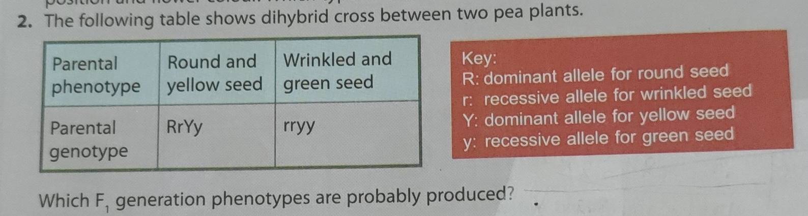 The following table shows dihybrid cross between two pea plants. 
Key: 
R: dominant allele for round seed 
r: recessive allele for wrinkled seed 
Y: dominant allele for yellow seed 
y: recessive allele for green seed 
Which F_1 generation phenotypes are probably produced?