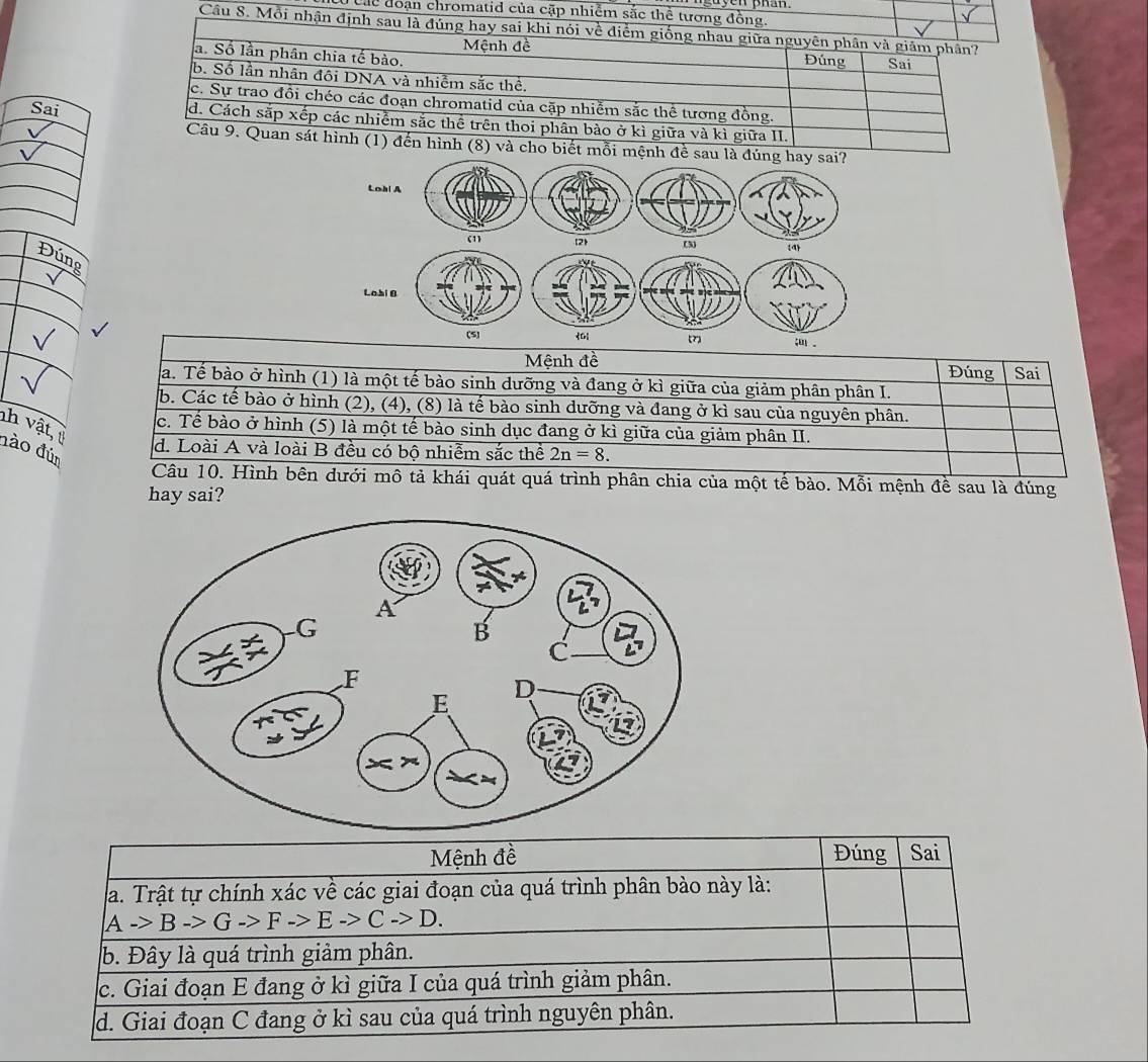 Các đoạn chromatid của cặp nhiểm sắc thể tương đồng.
  
Cầu 8. Mỗi nhận định sau là đúng hay sai khi nói về điểm giống nhau giữa nguyên phân và giảm phần?
Mệnh đề Đúng
a. Số lần phân chia tế bào. Sai
b. Số lần nhân đôi DNA và nhiễm sắc thể.
c. Sự trao đồi chéo các đoạn chromatid của cặp nhiễm sắc thể tương đồng.
d. Cách sắp xếp các nhiễm sắc thể trên thoi phân bào ở kì giữa và kì giữa II.
Câu 9. Quan sát hình (1) đến hình (8) và cho biết mỗi mệnh đề sau là đúng hay sai?
Lobl A
(1 2 (3) 4
Đúng
Lobi 0
(S)
√ [7] ; 。
Mệnh đề Đúng Sai
a. Tể bào ở hình (1) là một tế bào sinh dưỡng và đang ở kì giữa của giảm phân phân I.
b. Các tế bào ở hình (2), (4), (8) là tế bào sinh dưỡng và đang ở kì sau của nguyên phân.
h vật, t
c. Tế bào ở hình (5) là một tế bào sinh dục đang ở kì giữa của giảm phân II.
đào đún
d. Loài A và loài B đều có bộ nhiễm sắc thể 2n=8.
Câu 10. Hình bên dưới mô tả khái quát quá trình phân chia của một tế bào. Mỗi mệnh đề sau là đúng
hay sai?
Mệnh đề Đúng Sai
a. Trật tự chính xác về các giai đoạn của quá trình phân bào này là:
Ato Bto Gto Fto Eto Cto D.
b. Đây là quá trình giảm phân.
c. Giai đoạn E đang ở kì giữa I của quá trình giảm phân.
d. Giai đoạn C đang ở kì sau của quá trình nguyên phân.