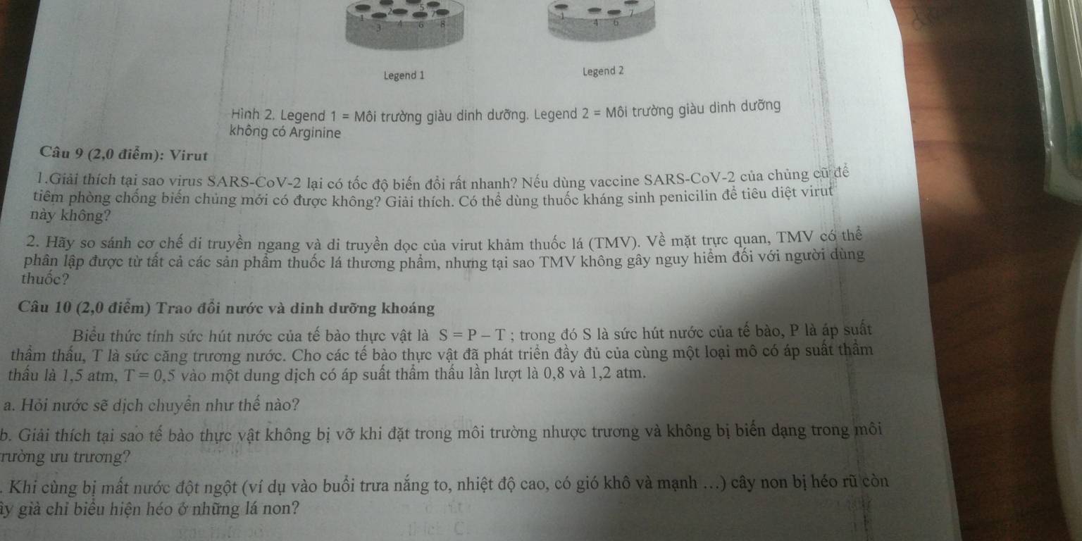 Legend 1 Legend 2
Hình 2. Legend 1=Mhat Oi trường giàu dinh dưỡng. Legend 2=Mhat Oi trường giàu dinh dưỡng
không có Arginine
Câu 9 (2,0 điểm): Virut
1.Giải thích tại sao virus SARS-CoV-2 lại có tốc độ biến đổi rất nhanh? Nếu dùng vaccine SARS-CoV-2 của chủng cũ để
tiêm phòng chống biến chủng mới có được không? Giải thích. Có thể dùng thuốc kháng sinh penicilin để tiêu diệt virut
này không?
2. Hãy so sánh cơ chế dí truyền ngang và di truyền dọc của virut khảm thuốc lá (TMV). Về mặt trực quan, TMV có thể
phân lập được từ tất cả các sản phẩm thuốc lá thương phẩm, nhưng tại sao TMV không gây nguy hiểm đối với người dùng
thuốc?
Câu 10 (2,0 điểm) Trao đổi nước và dinh dưỡng khoáng
Biểu thức tính sức hút nước của tế bào thực vật là S=P-T; trong đó S là sức hút nước của tế bào, P là áp suất
thẩm thầu, T là sức căng trương nước. Cho các tế bào thực vật đã phát triển đầy đủ của cùng một loại mô có áp suất thầm
thấu là 1,5 atm, T=0,5 vào một dung dịch có áp suất thầm thầu lần lượt là 0,8 và 1,2 atm.
a. Hỏi nước sẽ dịch chuyển như thế nào?
b. Giải thích tại sao tế bào thực vật không bị vỡ khi đặt trong môi trường nhược trương và không bị biển dạng trong môi
rường ưu trương?
Khi cùng bị mất nước đột ngột (ví dụ vào buổi trưa nắng to, nhiệt độ cao, có gió khô và mạnh ...) cây non bị héo rũ còn
ây giả chỉ biều hiện héo ở những lá non?