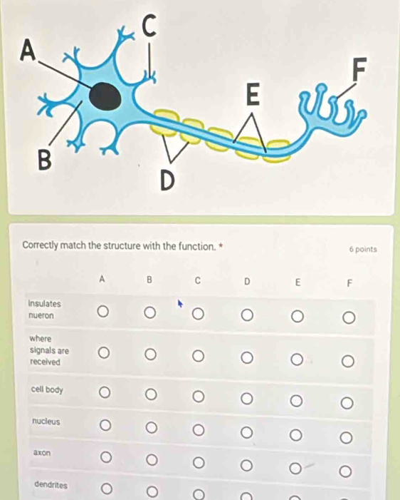 Correctly match the structure with the function. * 6 points