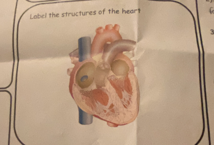 Label the structures of the heart

3