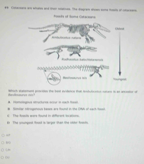 49 Cetaceans are whales and their relatives. The diagram shows seme fessits of colaceans.
Fossils of Some Cetaceans
Olbest
odhocetus baoc 
Basilosaurus ists Youngest
Basilosaurus ii? Which statement provides the best evidence that Ambulocefus narans is an ancestor of
A Homologous structures occur in each fossil.
I Similar nitrogeneus bases are found in the DNA of each fessil.
C The fossils were found in different locations.
D The youngest fossil is larger than the olfer fossils.
0/0
CH