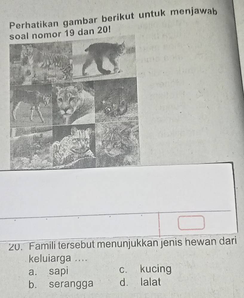 Perhatikan gambar berikut untuk menjawab
soal nomor 19 dan 20!
20. Famili tersebut menunjukkan jenis hewan dari
keluiarga ....
a. sapi c. kucing
b. serangga d. lalat