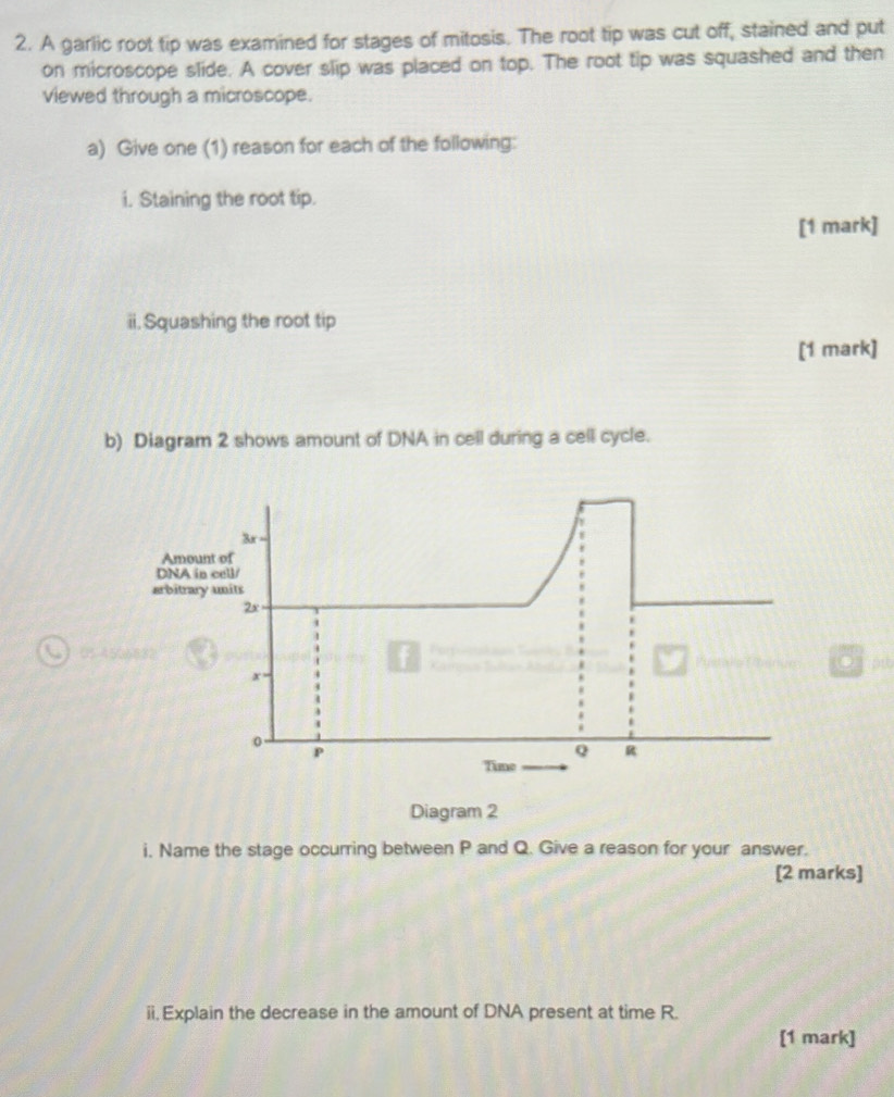 A garlic root tip was examined for stages of mitosis. The root tip was cut off, stained and put 
on microscope slide. A cover slip was placed on top. The root tip was squashed and then 
viewed through a microscope. 
a) Give one (1) reason for each of the following: 
i. Staining the root tip. 
[1 mark] 
ii. Squashing the root tip 
[1 mark] 
b) Diagram 2 shows amount of DNA in cell during a cell cycle.
3x
Amount of 
DNA in cell/ 
arbitrary units
2x
05-4506882
x
0
P
Q R
Time 
Diagram 2 
i. Name the stage occurring between P and Q. Give a reason for your answer. 
[2 marks] 
ii.Explain the decrease in the amount of DNA present at time R. 
[1 mark]