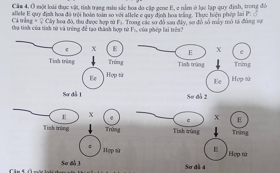 Ở một loài thực vật, tính trạng màu sắc hoa do cặp gene E, e nằm ở lục lạp quy định, trong đó 
allele E quy định hoa đỏ trội hoàn toàn so với allele e quy định hoa trắng. Thực hiện phép lai P: 
Cá trắng × ♀ Cây hoa đỏ, thu được hợp tử F_1. Trong các sơ đồ sau đây, sơ đồ số mấy mô tả đúng sự 
thụ tinh của tỉnh tử và trứng để tạo thành hợp tử F_1 , của phép lai trên? 



Sơ đồ 3
Câu 5. Ở một loài thực