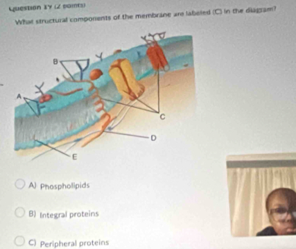 What structural components of the membrane are labeled (C) in the diagram?
A Phospholipids
B) Integral proteins
C) Peripheral proteins