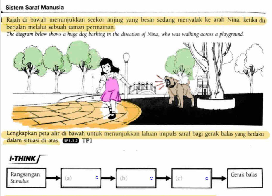 Sistem Saraf Manusia 
1 Rajah di bawah menunjukkan seekor anjing yang besar sedang menyalak ke arah Nina, ketika dia 
berjalan melalui sebuah taman permainan. 
The diagram below shows a huge dog barking in the direction of Nina, who was walking across a playground. 
Lengkapkan peta alir di bawah untük menunjükkan laluan impuls saraf bagi gerak balas yang berlaku 
dalam situasi di atas TP1 
I-THINK 
Rangsangan 
Stimulus (a) 。 (b) 。 (c) 。 Gerak balas