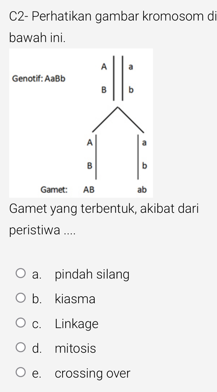 C2- Perhatikan gambar kromosom di
bawah ini.
Gamet yang terbentuk, akibat dari
peristiwa ....
a. pindah silang
b. kiasma
c. Linkage
d. mitosis
e. crossing over