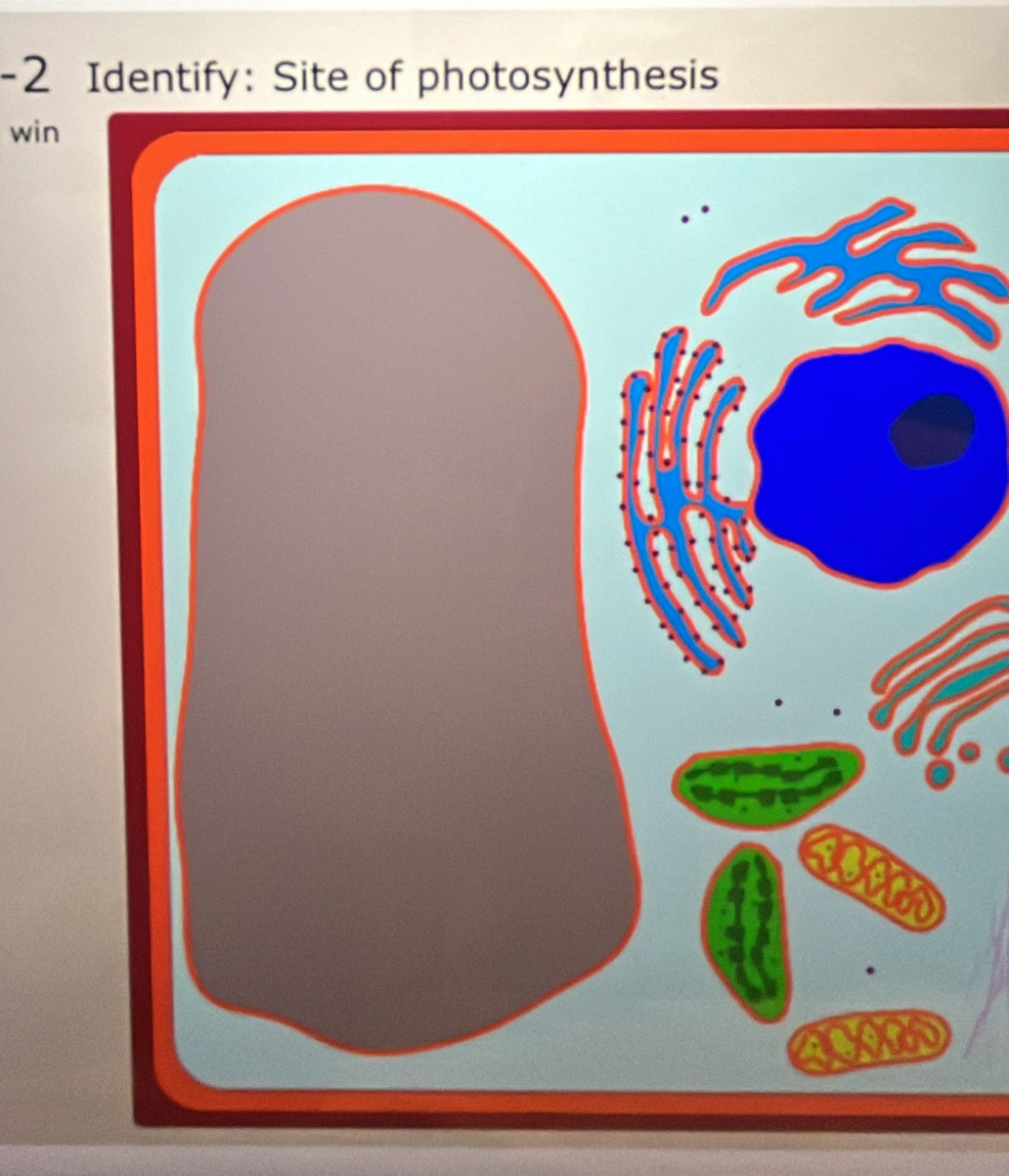 Identify: Site of photosynthesis 
win