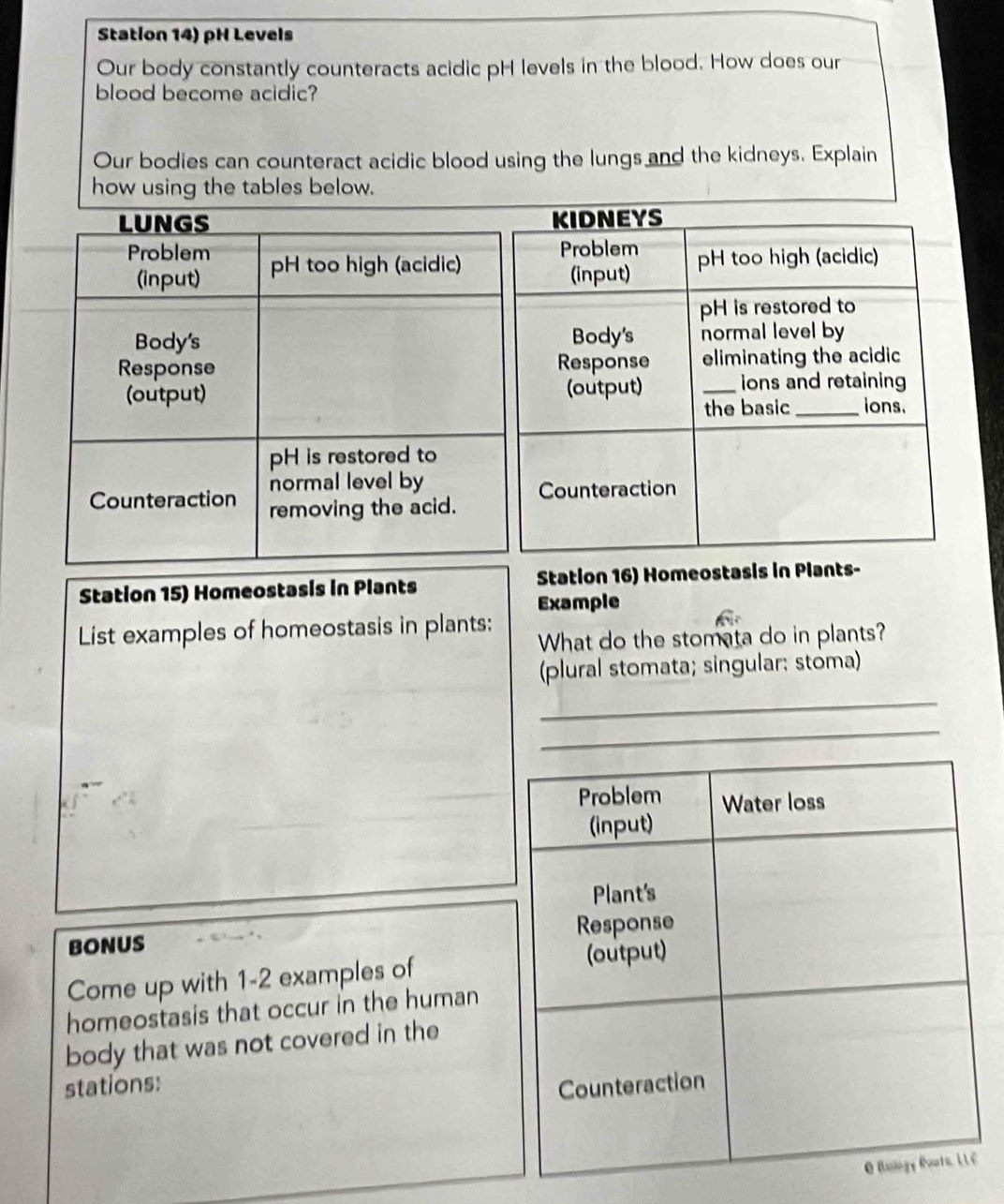 Station 14) pH Levels 
Our body constantly counteracts acidic pH levels in the blood. How does our 
blood become acidic? 
Our bodies can counteract acidic blood using the lungs and the kidneys. Explain 
how using the tables below. 
Station 15) Homeostasis in Plants Station 16) Homeo 
Example 
List examples of homeostasis in plants: What do the stomata do in plants? 
(plural stomata; singular: stoma) 
_ 
bonus 
Come up with 1-2 examples of 
homeostasis that occur in the human 
body that was not covered in the 
stations: