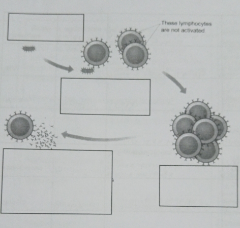 These lymphocytes 
are not activated